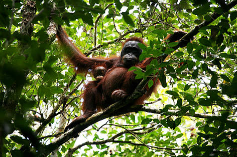 Borneo Rainforest