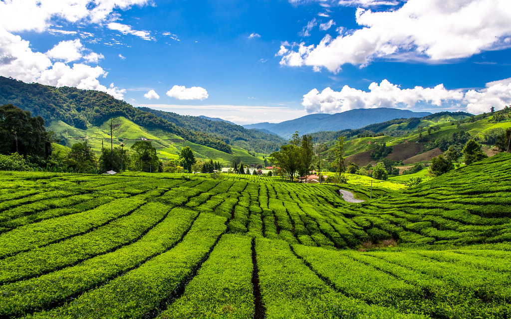 Cameron Highlands